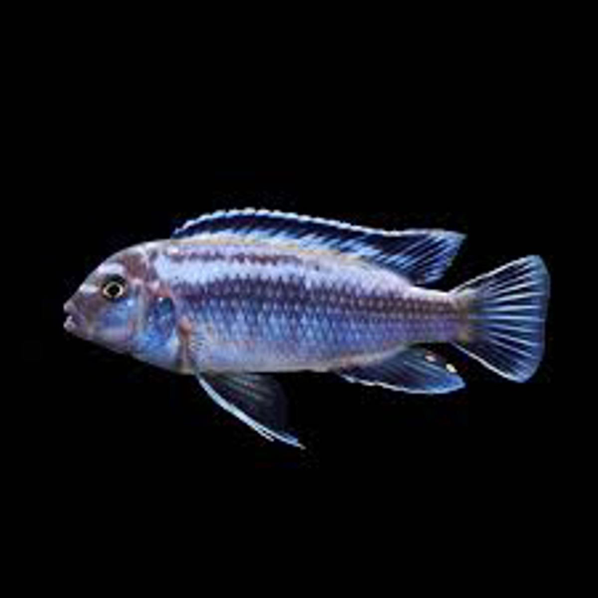 Electric-blue Johanni