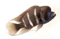 Frontosa
