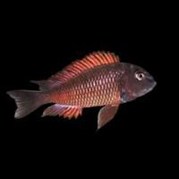 Molero