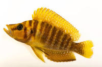 Compressiceps