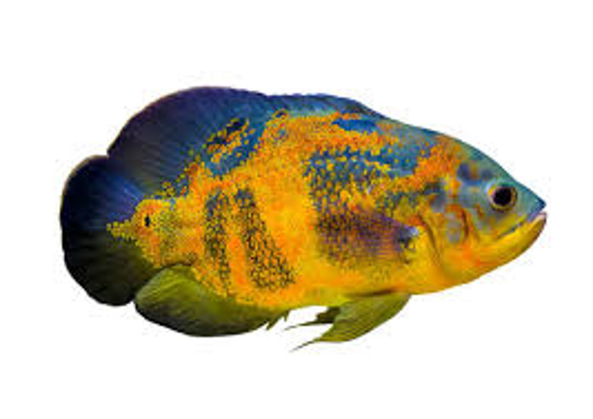 Oscar