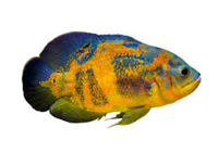 Oscar