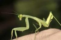 African Mantis