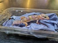 Leopard Gecko (Albino)